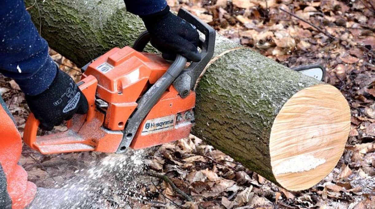 Gold Coast tree removal