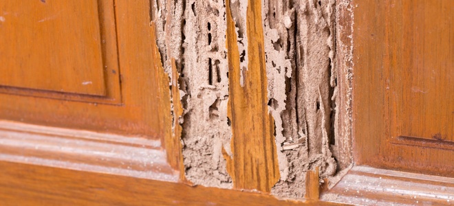 Gold Coast termite treatment