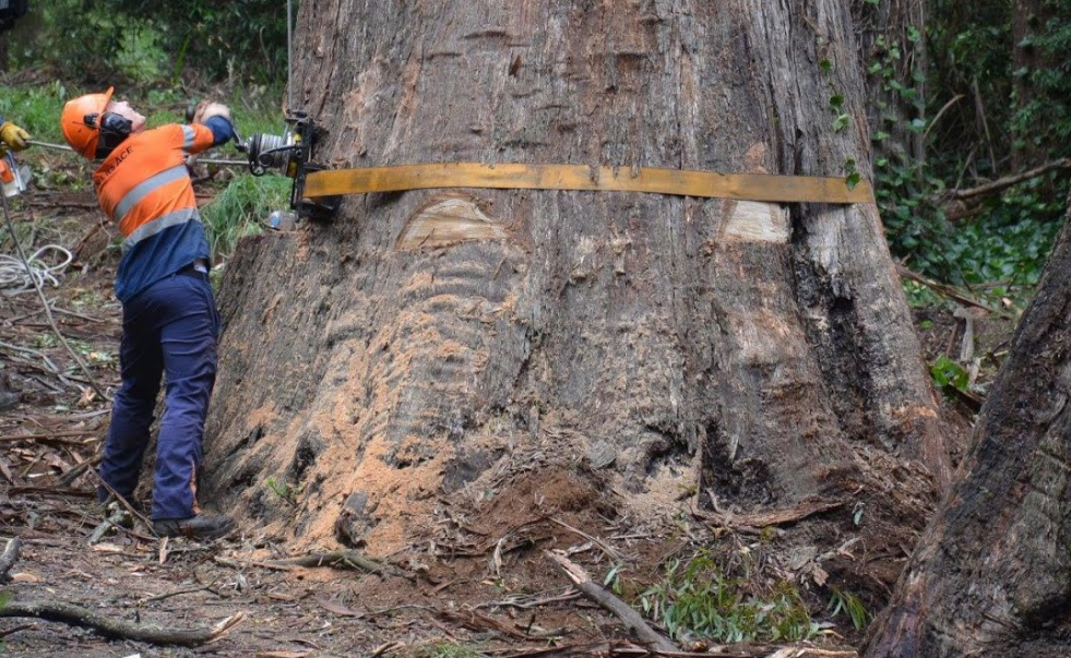 Gold Coast council tree removal