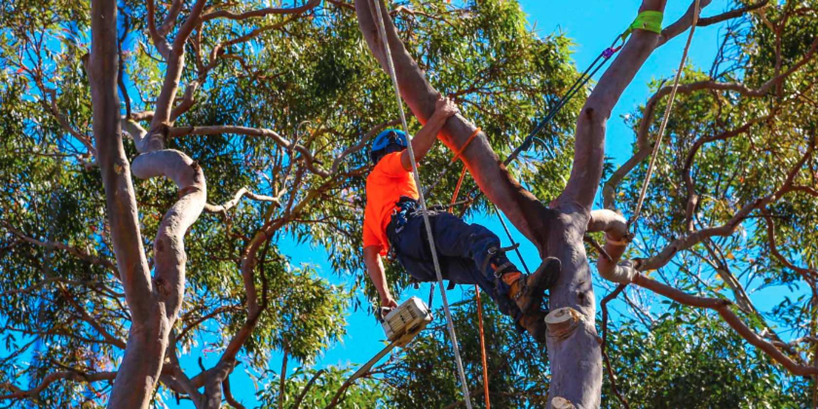 tree trimming Brisbane