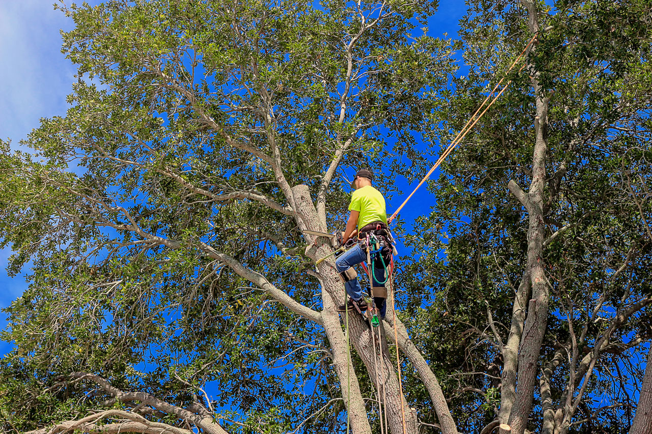Tree Arborist Near Me
