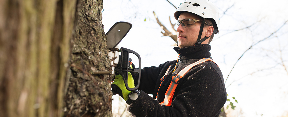 level 5 arborist Brisbane