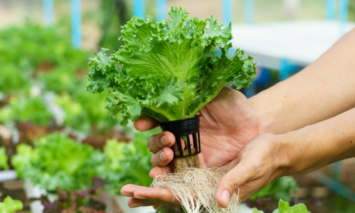 hydroponics
