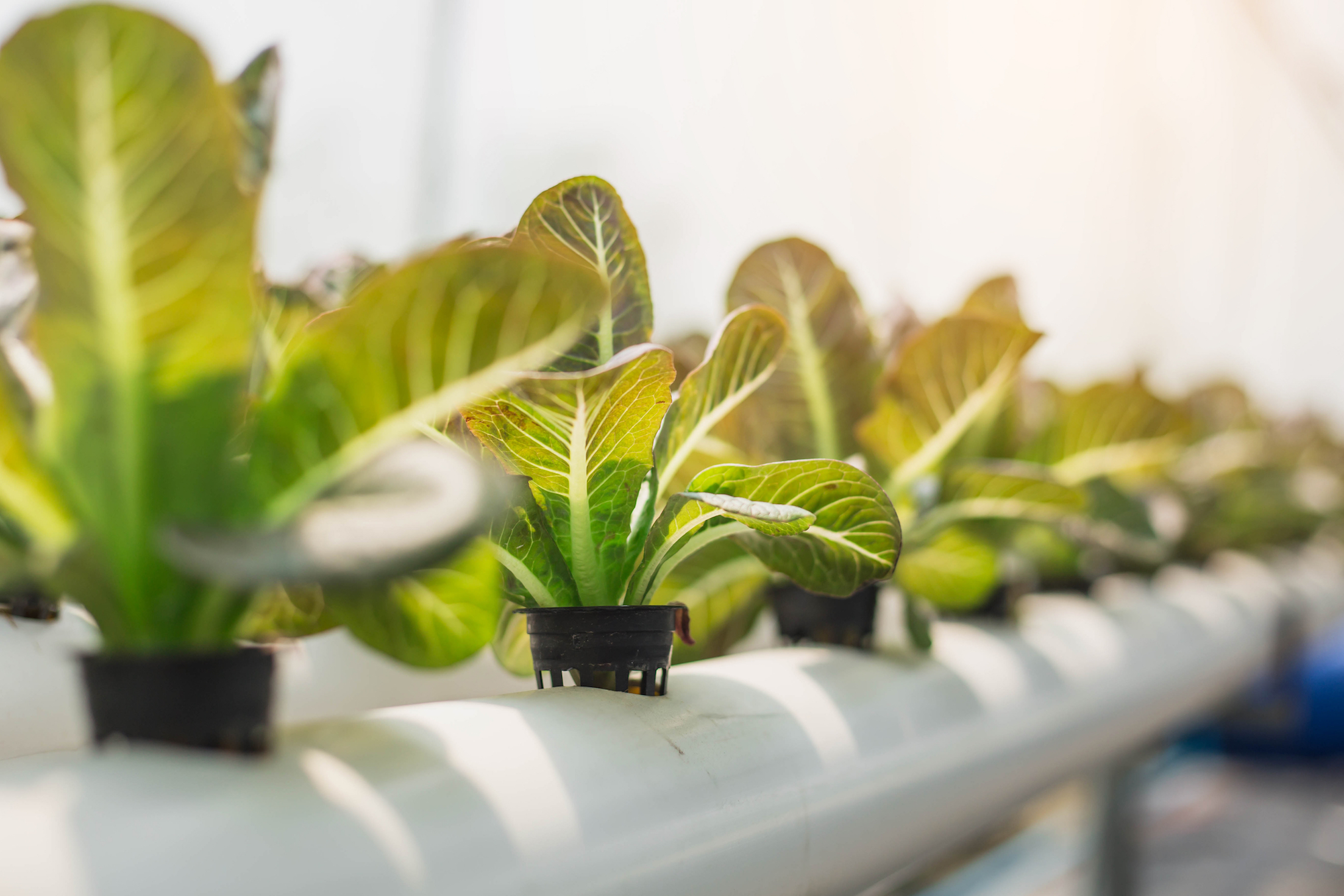 hydroponics
