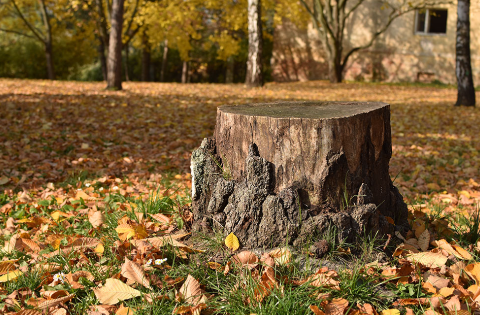 Tree stump grinding in Auckland