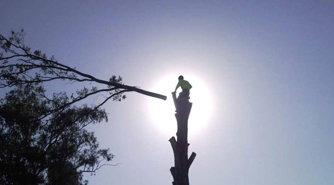 arborist in Inner West
