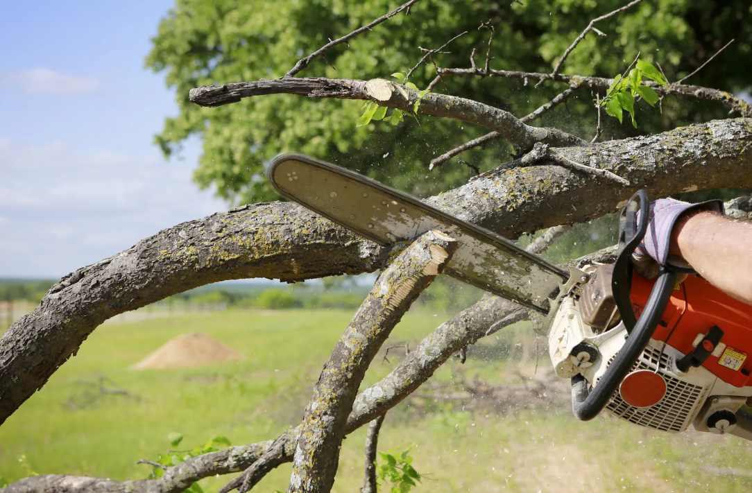 tree removal in Brisbane