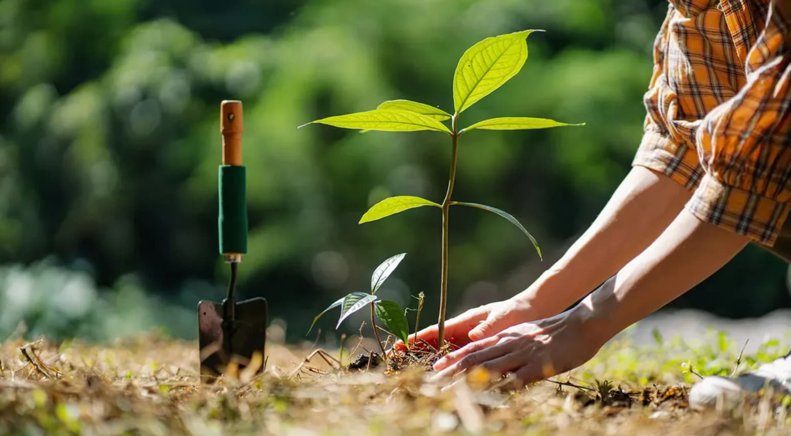 tree planting in Port Perry